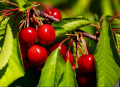 Fresh Cherries