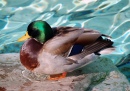 Mallard