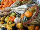 Gourds-A-Plenty