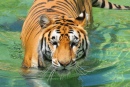 Tiger Bathing