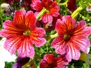 Salpiglossis