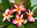 Hawaii Plumeria