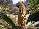 A Flower with View to the Lake