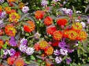 Lantana and Mint