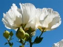 Matilija Poppy