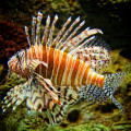 Red Lionfish