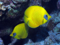 Masked Butterflyfish