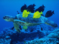 Sea Turtle Being Cleaned by Yellow Tang