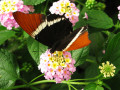 Butterfly Garden