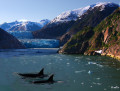 Killer Whales of Alaska