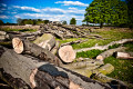 Logs Lying in Bushy Park