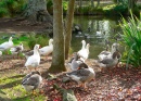 A Day at the Park, Auckland