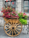 Flower Coach