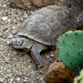 Desert Tortoise