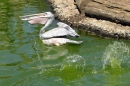 Pelican