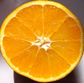 Orange Squircle