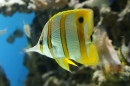 Copperband Butterflyfish