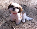 Kosun the Shih Tzu