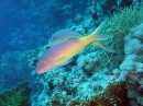 Yellowsaddle Goatfish