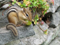 Eastern Chipmunk