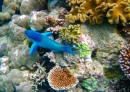 The Great Barrier Reef