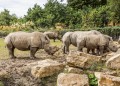 White Rhinos in Dublin Zoo