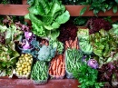 Daily Vegetable Harvest