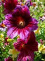 Salpiglossis