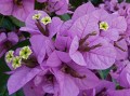 Bougainvillea