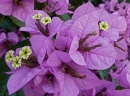 Bougainvillea