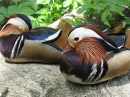 Mandarin Duck