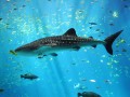 Whale Shark at Georgia Aquarium