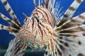 Lionfish