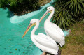 Adventure World, Shirahama, Japan