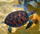 Sea Turtles