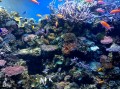 Coral Scene, Monterey Bay Aquarium