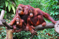 Orangutan Family