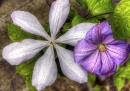 Flowers of Ireland