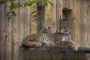 Resting Lynx