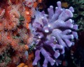 Blue Hydrocoral