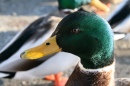 Mallard Close-up