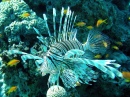 Lionfish