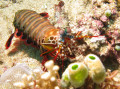 Mantis Shrimp