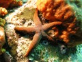 Seastar