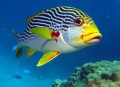 Diagonal Banded Sweetlips