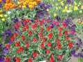 A Carpet of Tulips