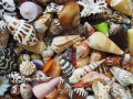 Seashells