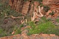 Angel's Landing, Zion NP