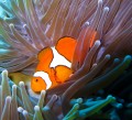Nemo