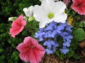 Petunias and Lobelia